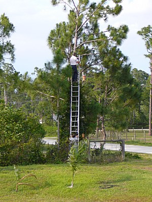 AI4QZ-master ant rigger.jpg